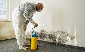 Why You Should Choose Our Mold Remediation Services in Swanton, OH