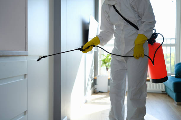 Mold Odor Removal Services in Swanton, OH